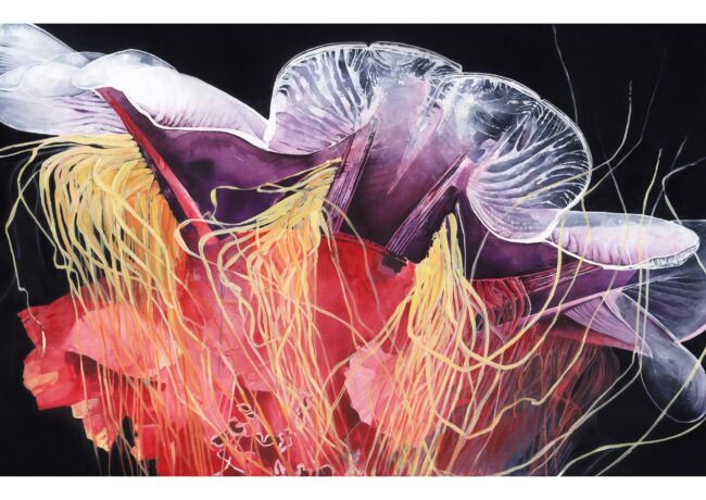 Freeflow Jellyfish 03